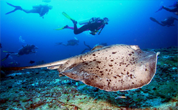 Deep Sea Diving